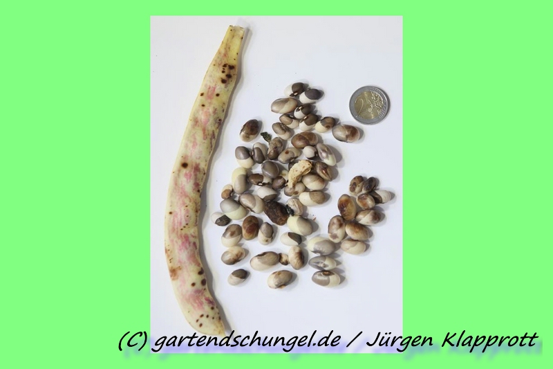 Kroatische Stange