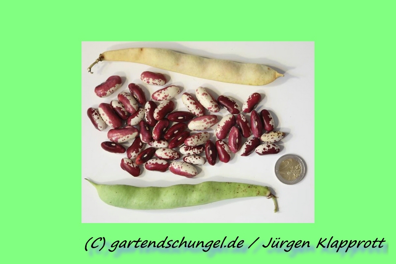 Lilaspritzer