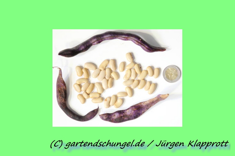 Rumänische Milchschokolade