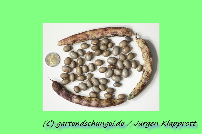 Schokorunde