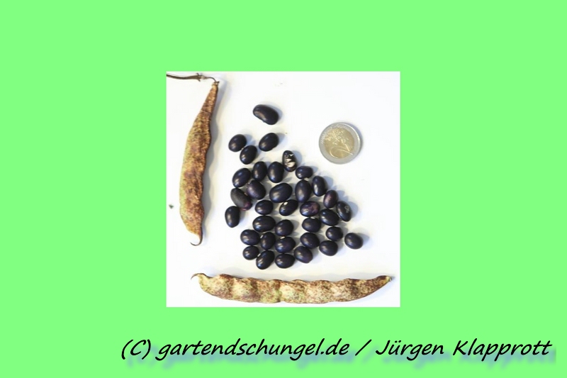 Schwarze Russische Speck