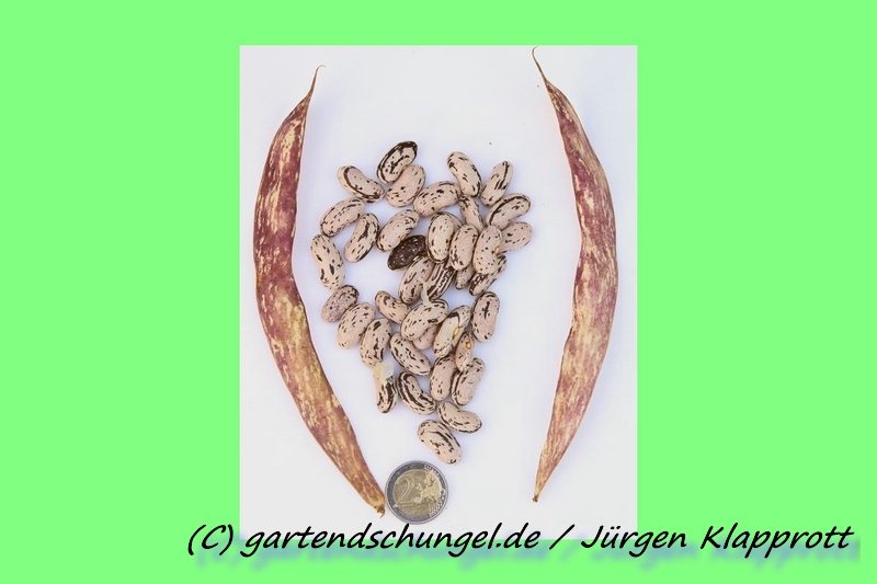 Stregonta