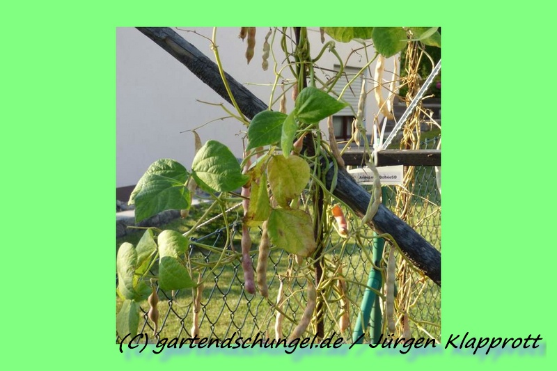 Arme Leute Bohne (Stange)