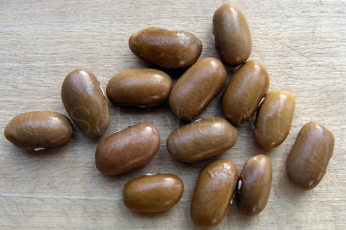 Kilimandscharo Dunkelbraun
