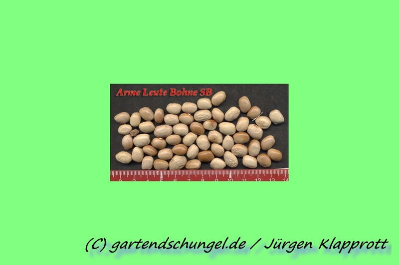 Arme Leute Bohne (Stange)