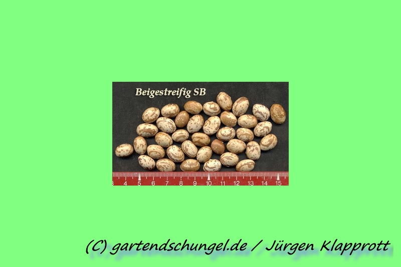 # Beige streifig