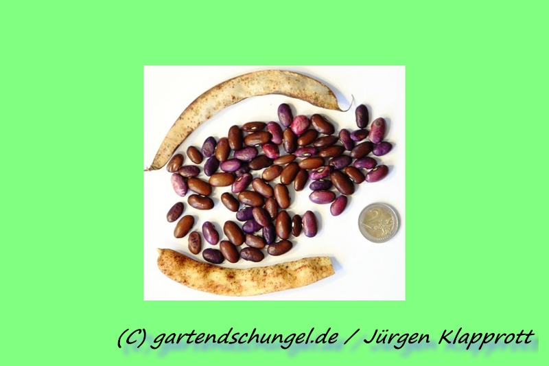 Tiefbraun