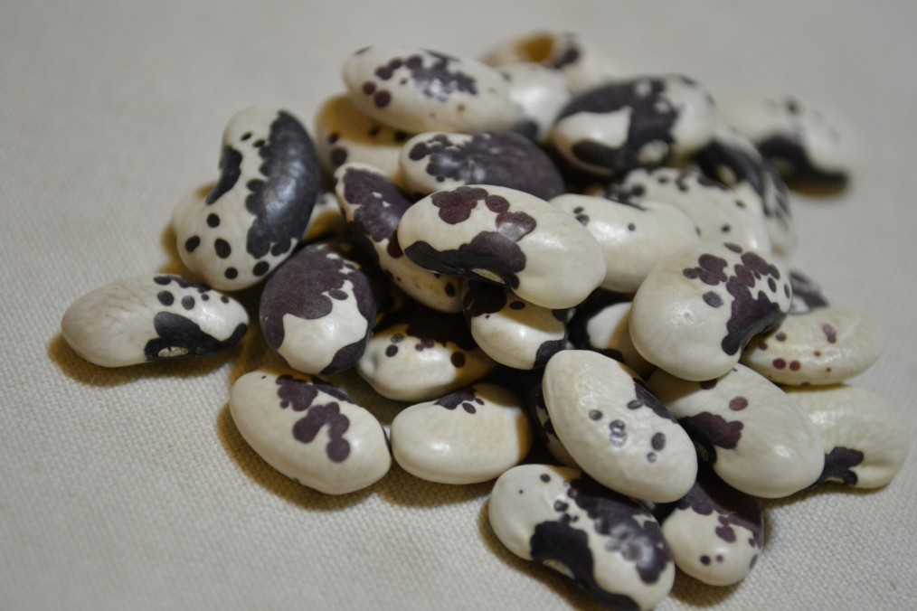 1500-Year-Old Cave Bean