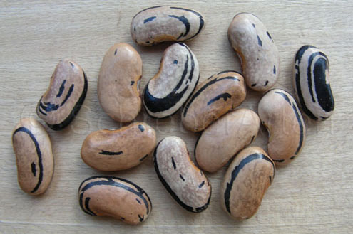 Kilimandscharo Schwarzbeige Gestreift