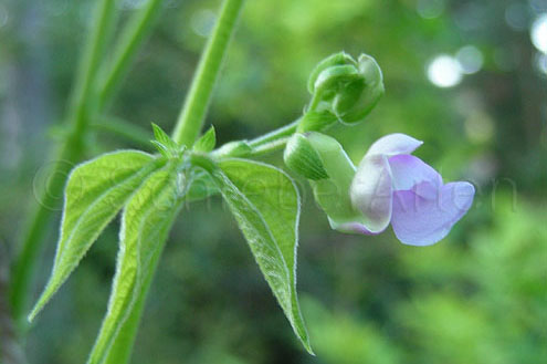 Kilimandscharo Violett