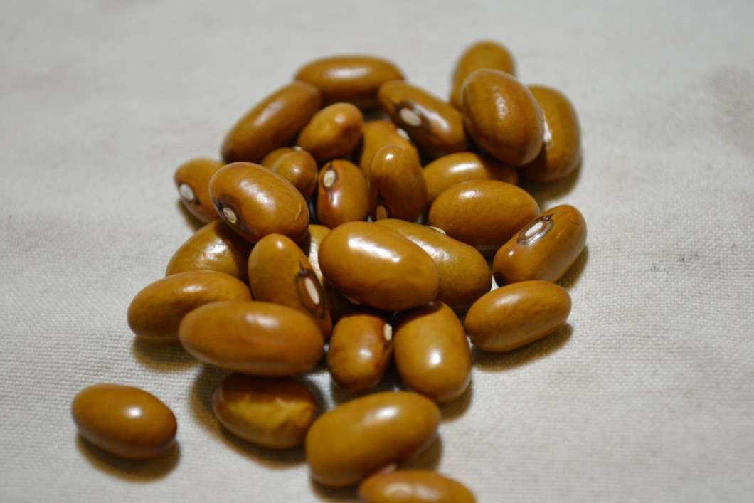 Öland Swedish Brown