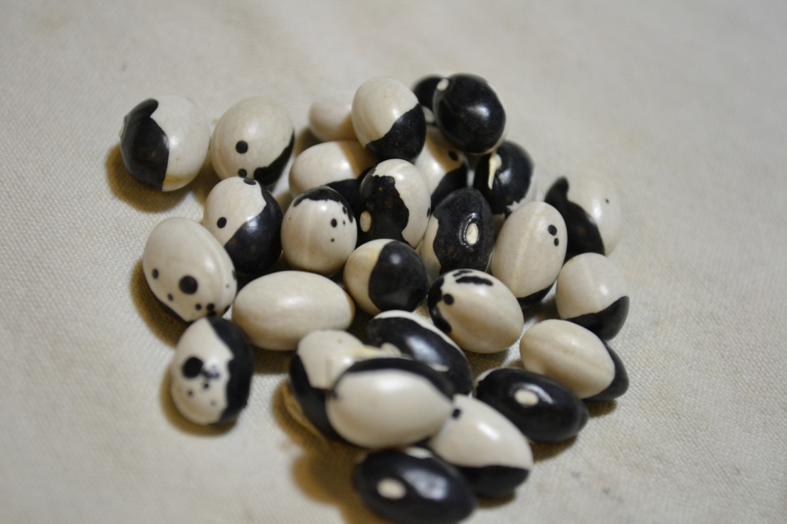 Wolverine's Orca