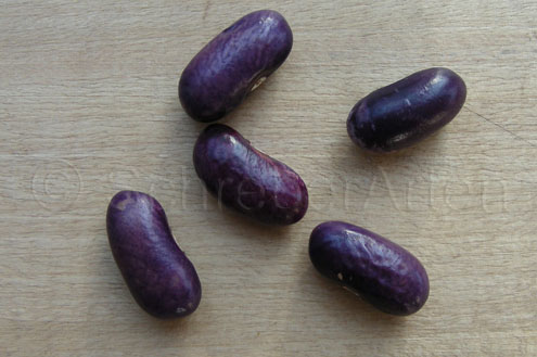 Kilimandscharo Violett