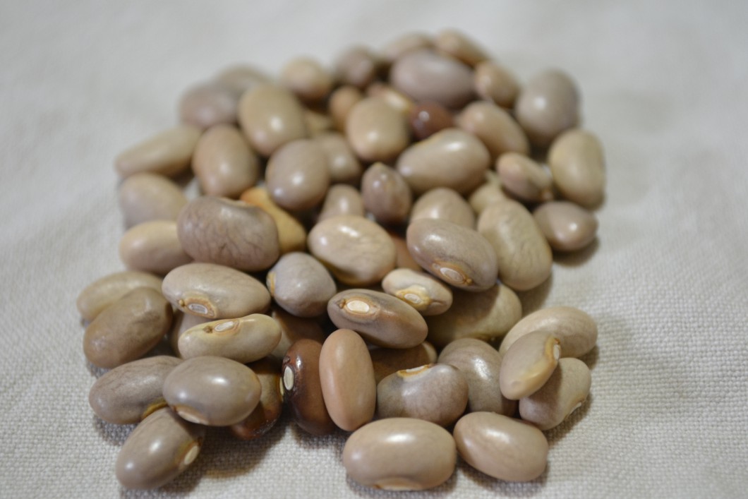 Frijol de Cerocahui