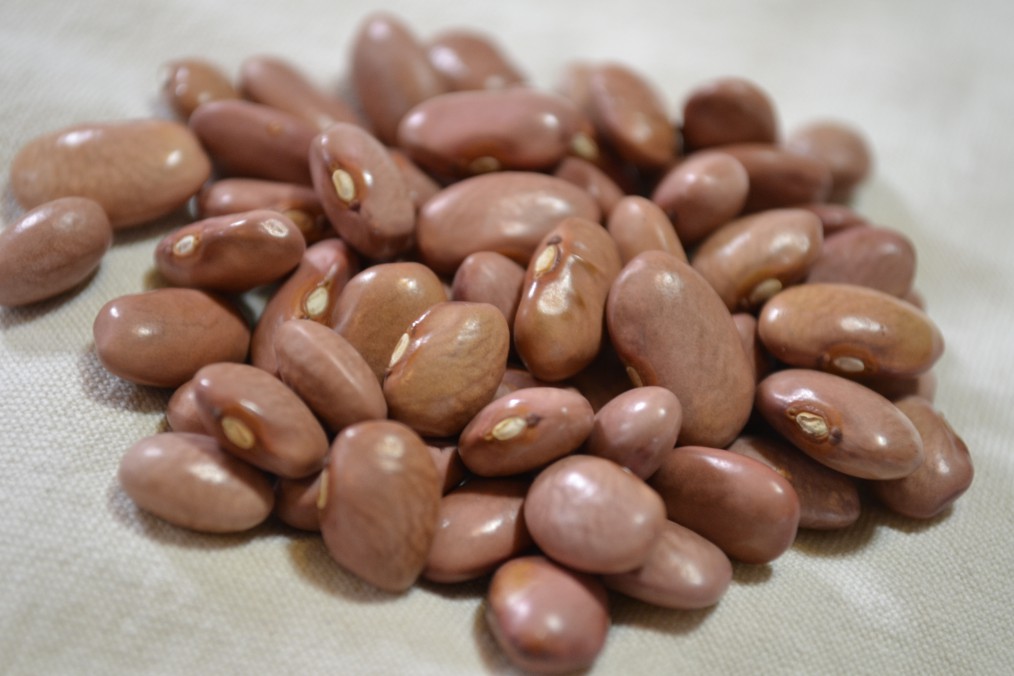 Hopi Pink Bean