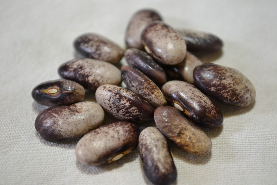Ohio Pole Bean