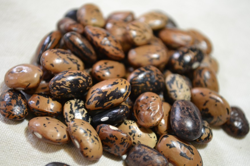 Tarahumara Frijol Enrayada