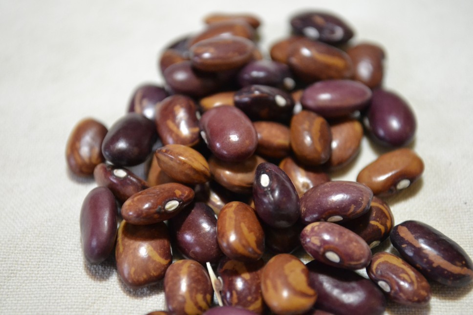 Tarahumara Purple Ojos