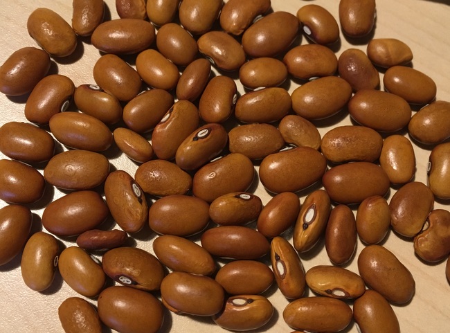 Hellbraune Kurze