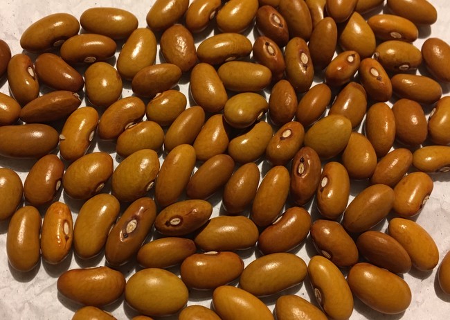 Bodenkichele