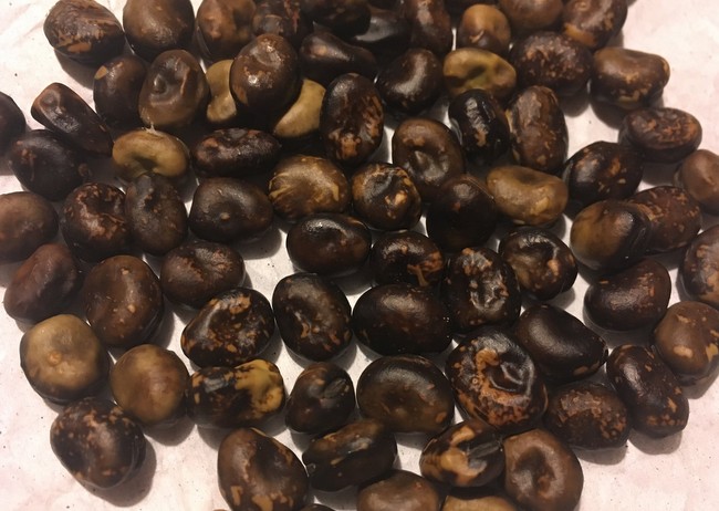 Syrian Black