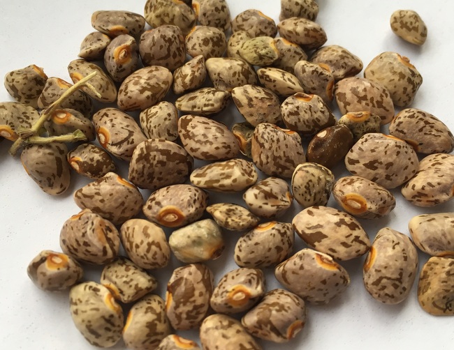Ora's Speckled