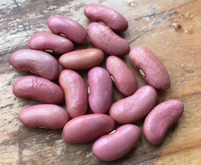 Portugal Pink Kidney