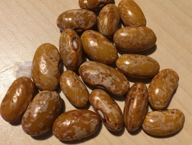 Soljas Schmuckbohne