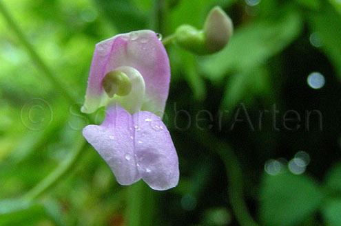 Kilimandscharo Violett