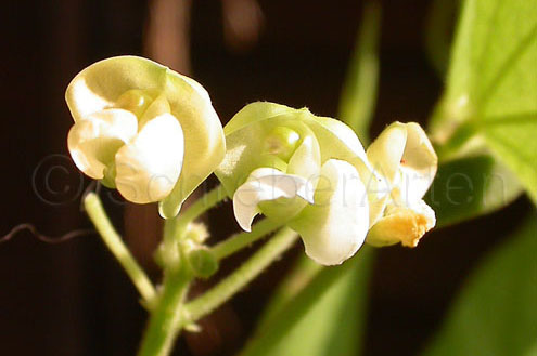 King of the Garden (Lima bean)