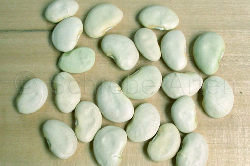 King of the Garden (Lima bean)