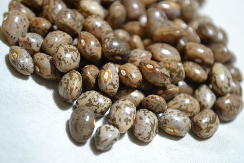 Cades Cove Stick Bean