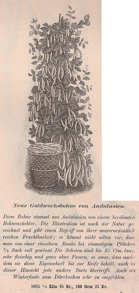 Goldwachsbohne von Andalusien (verschollen)