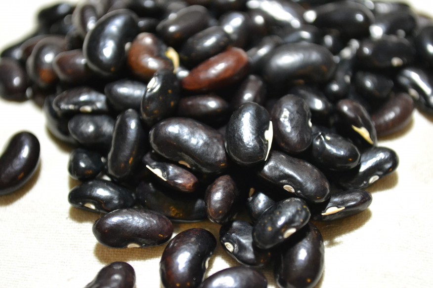 Cornplanter Purple