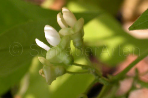 King of the Garden (Lima bean)