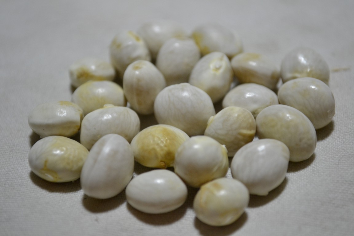 Dutch Knuckle