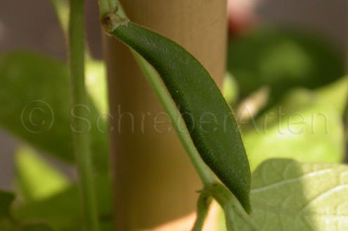 King of the Garden (Lima bean)