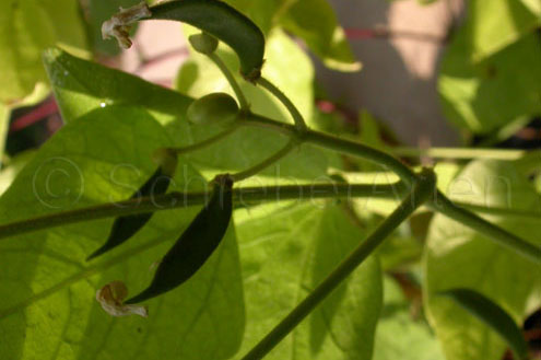 King of the Garden (Lima bean)