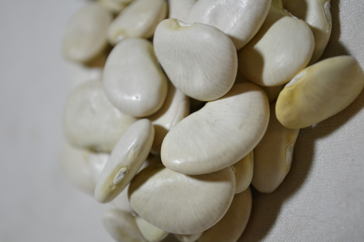 King of the Garden (Lima bean)