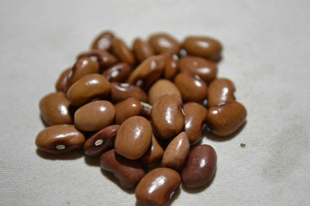 Haricot Saumon du Mexique