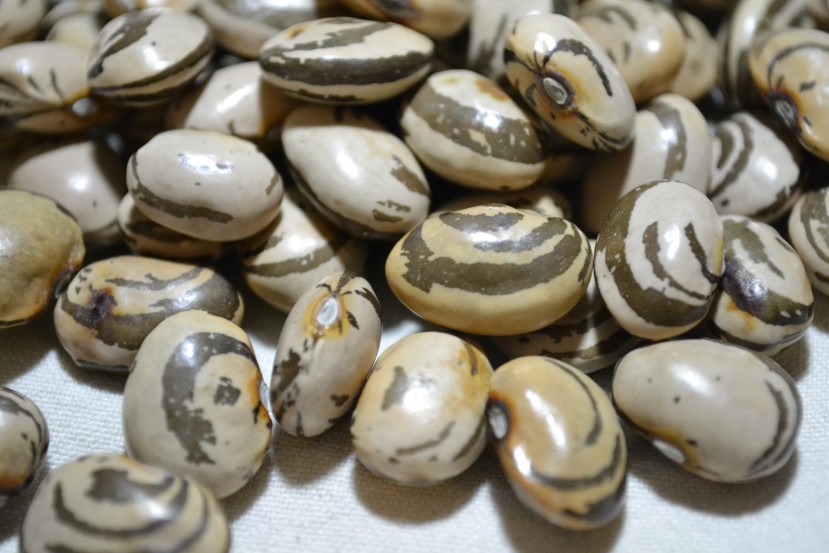 Noble Fall Bean