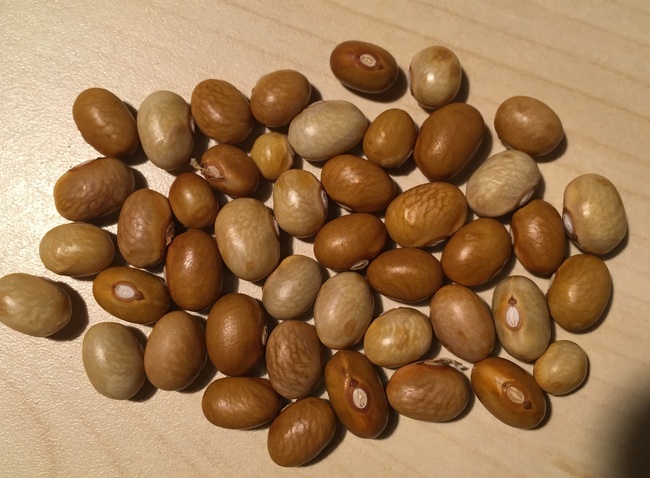 Enkhuizertjes