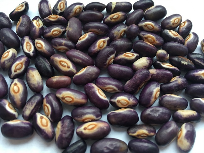 Purple Amazon
