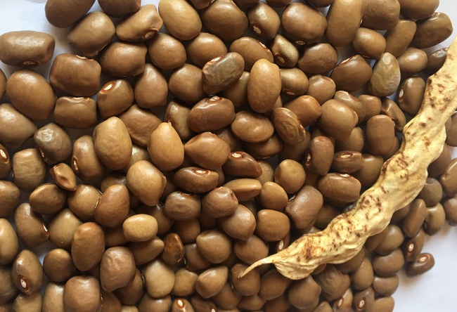 Jr. Snelson Tick Bean