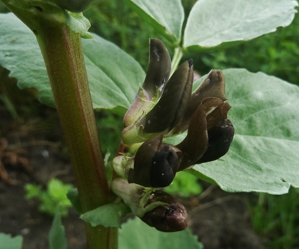 A Fleur Noire