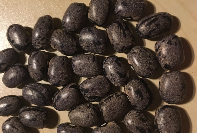Gray Carioca Bean (Zebra Bohne)