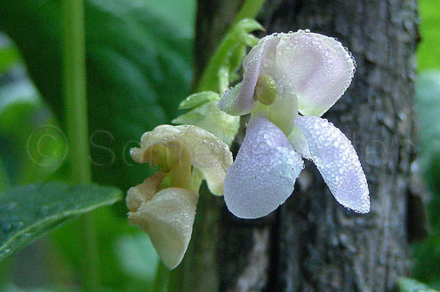Lilaspritzer
