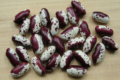 Lilaspritzer
