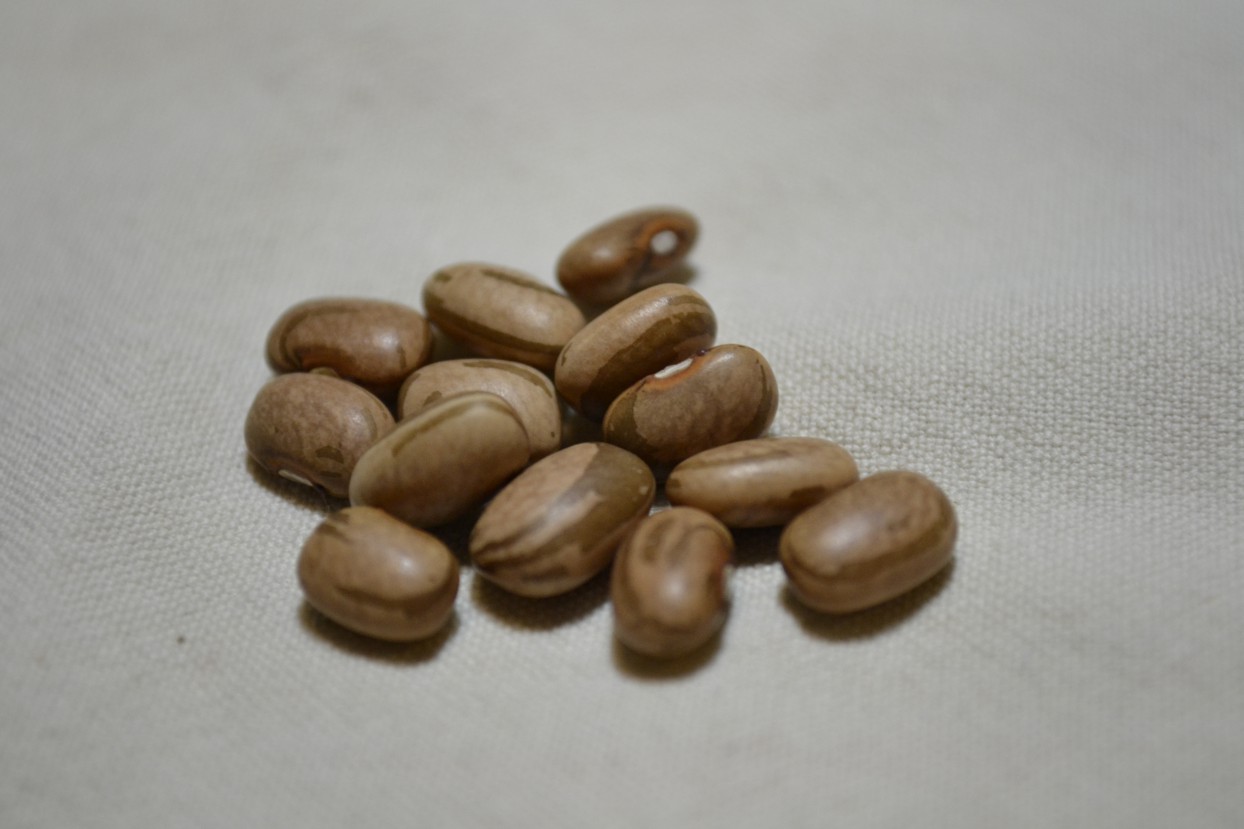 Carioca Bean