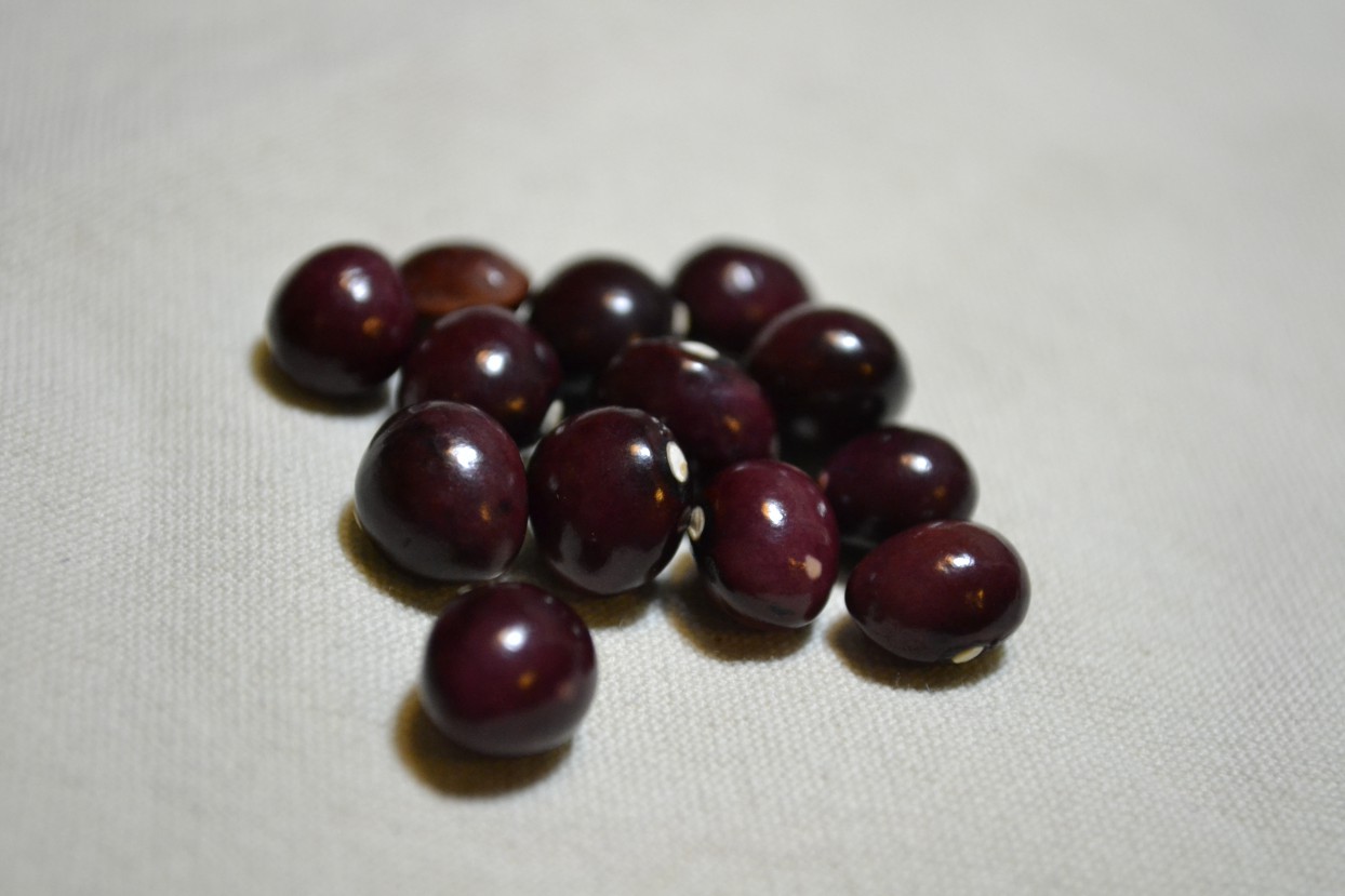 Coco Rose De La Meuse